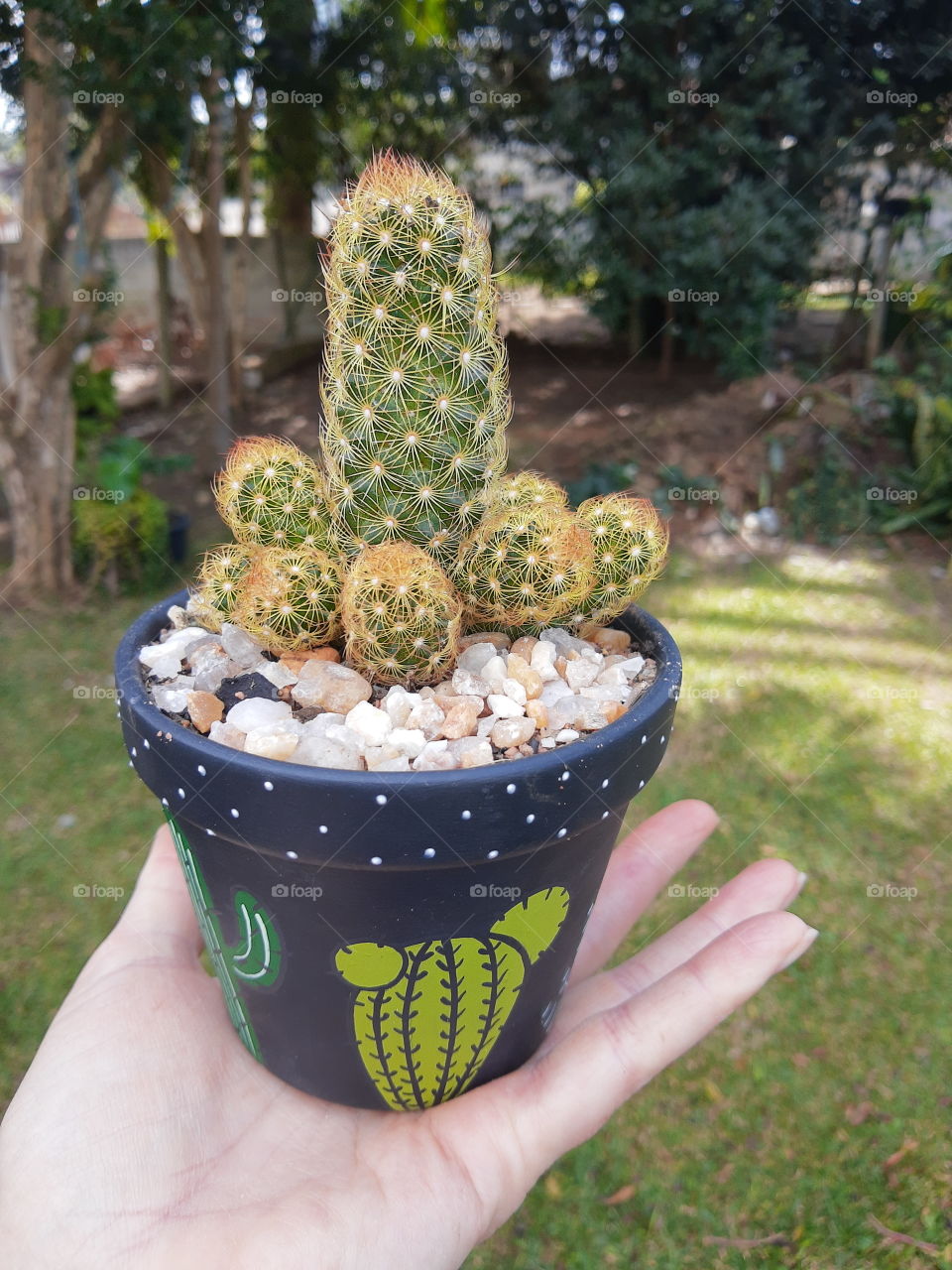 cactus