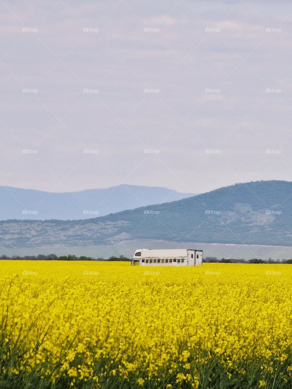 spring landscape