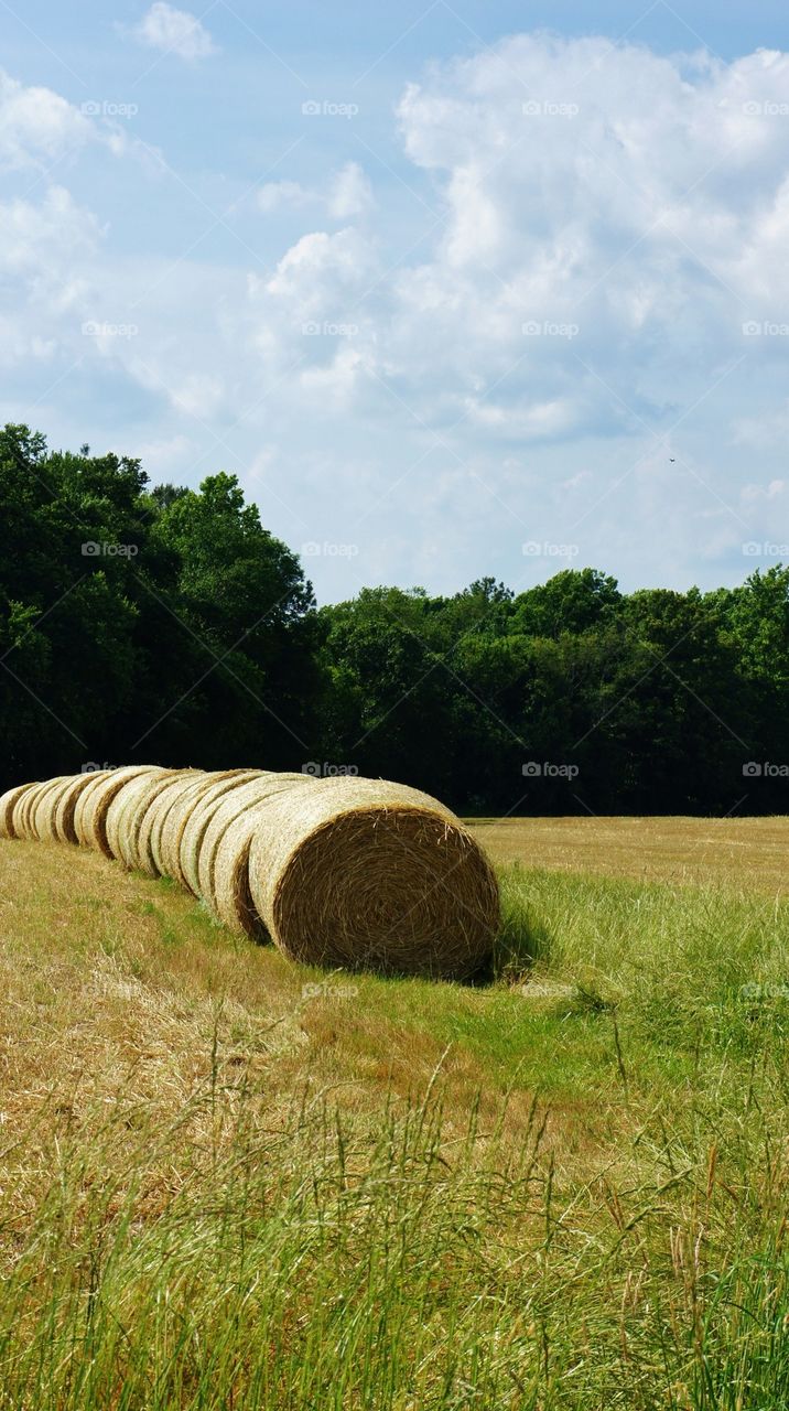 Hay bales on farm field