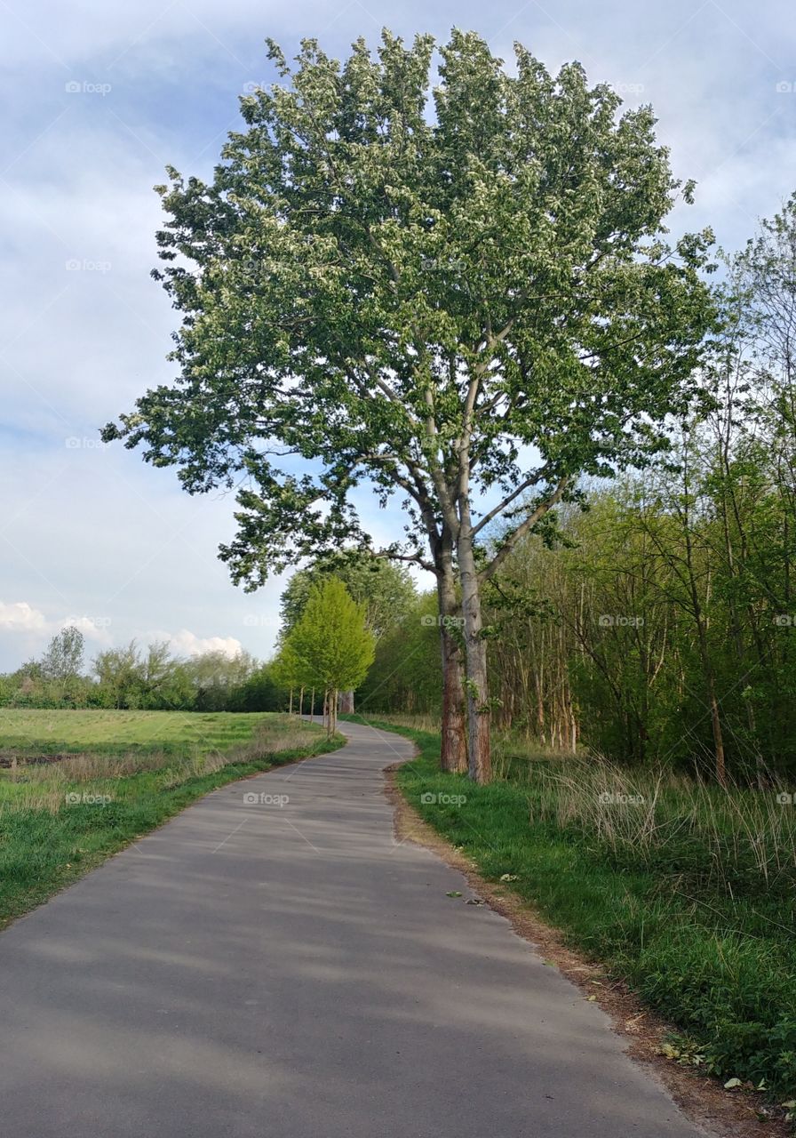weg baum spazieren