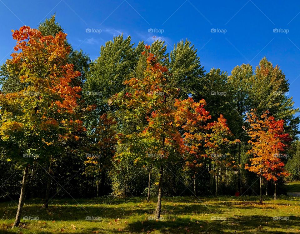 Autumn trees