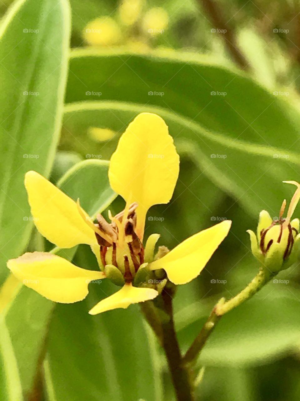 Sweet Yellow Bloom