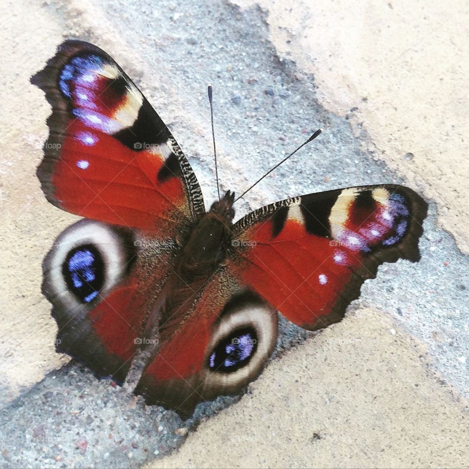 Butterfly/botanical