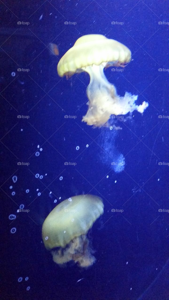 Jellyfish. At the aquarium in Albuquerque