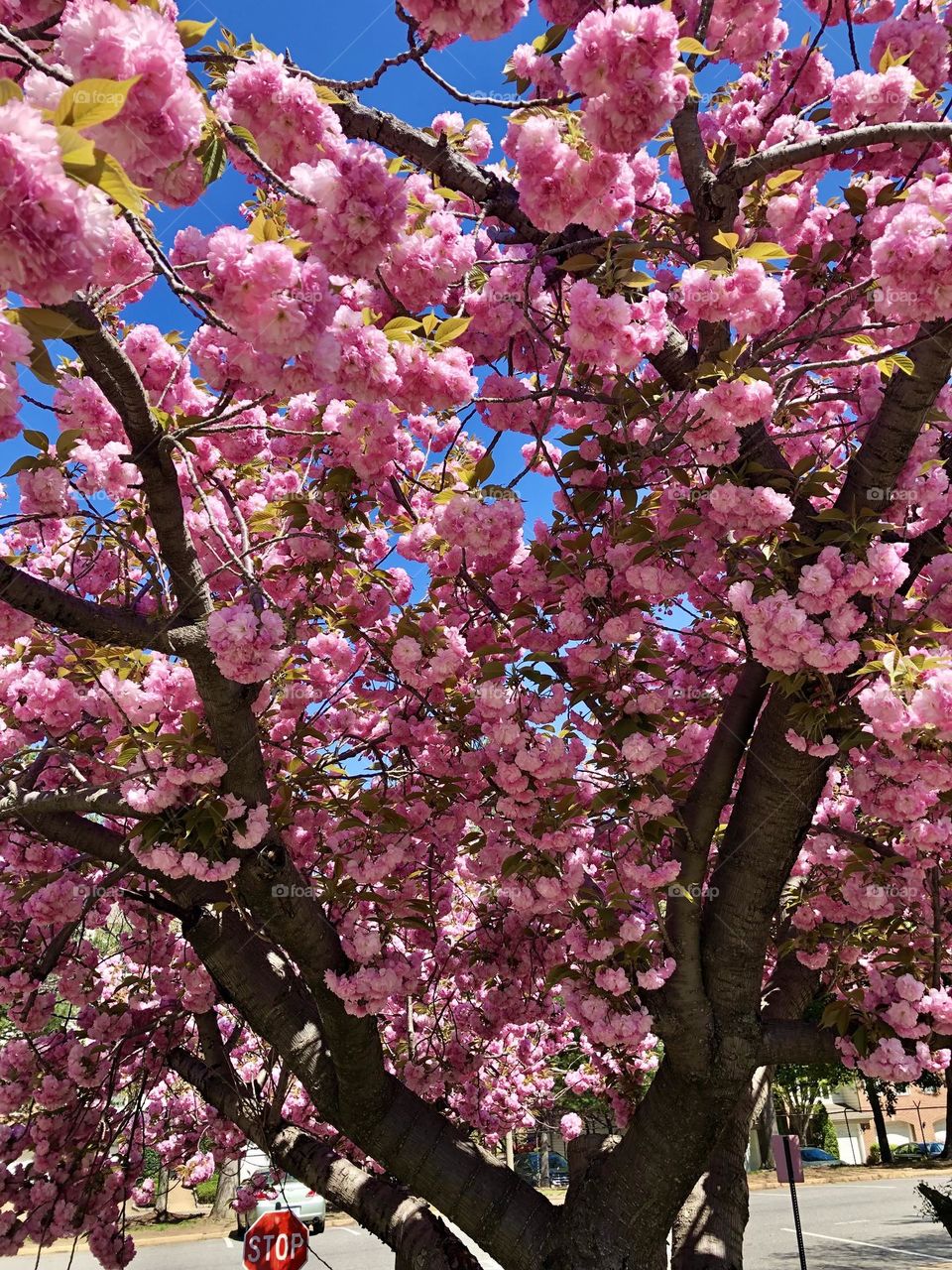 Lovely cherry blossoms 🌸🌳