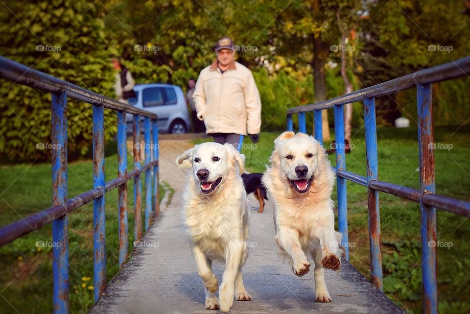 Spring is always a joyful season both for humans and doggies. Two golden retrievers running happily to the doggie park across a narrow bridge towards their owner. Another person with a tiny doggie in the background also waiting to cross the bridge.