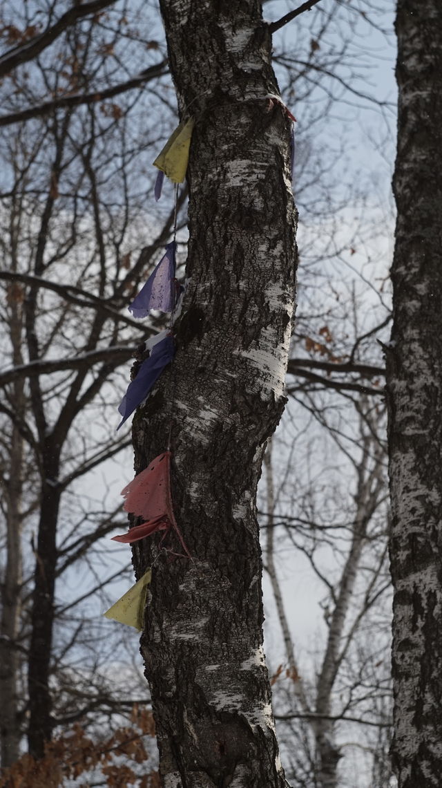 birch