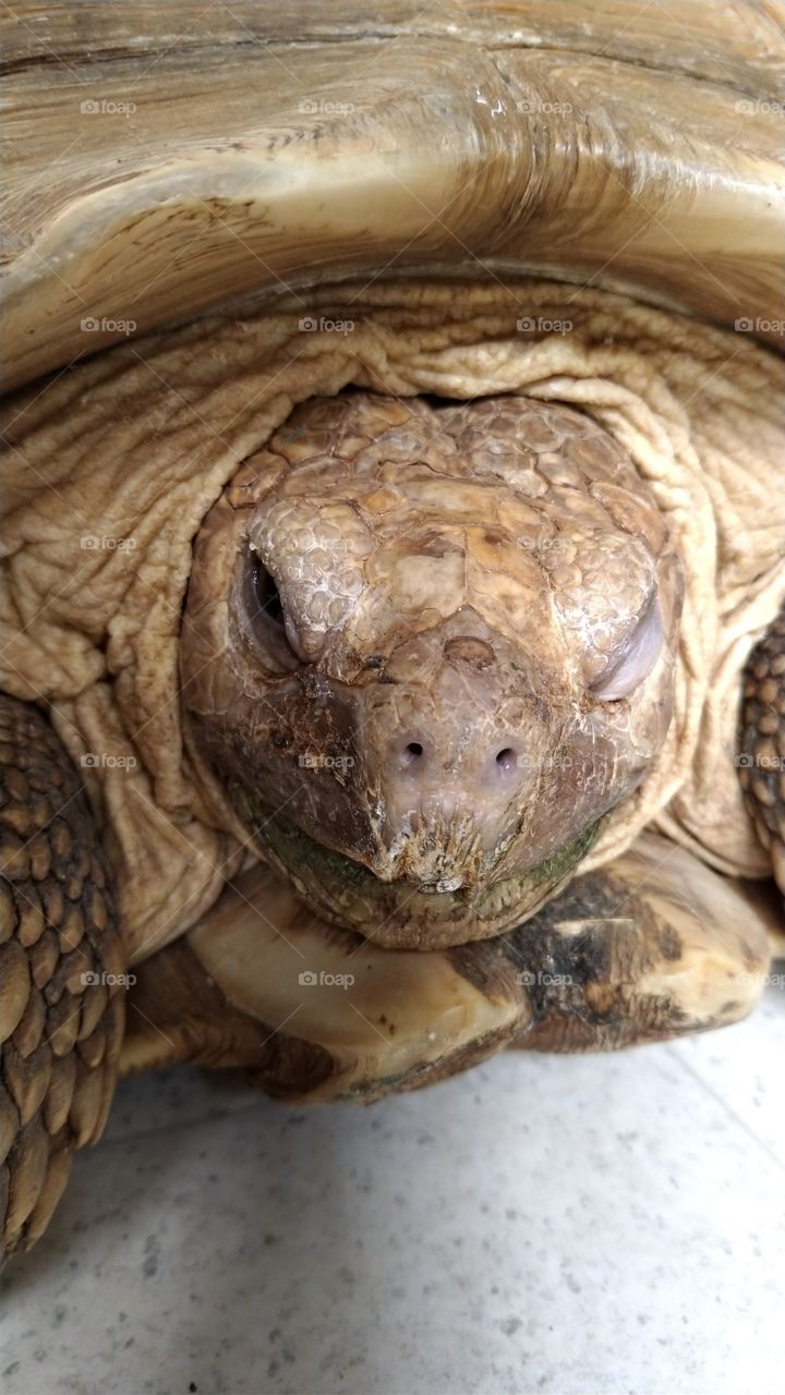 Cool looking tortoise