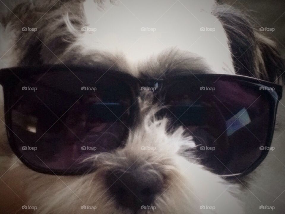 Dog Sunglasses 