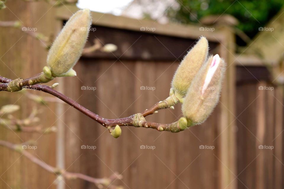 magnolia start to bloom