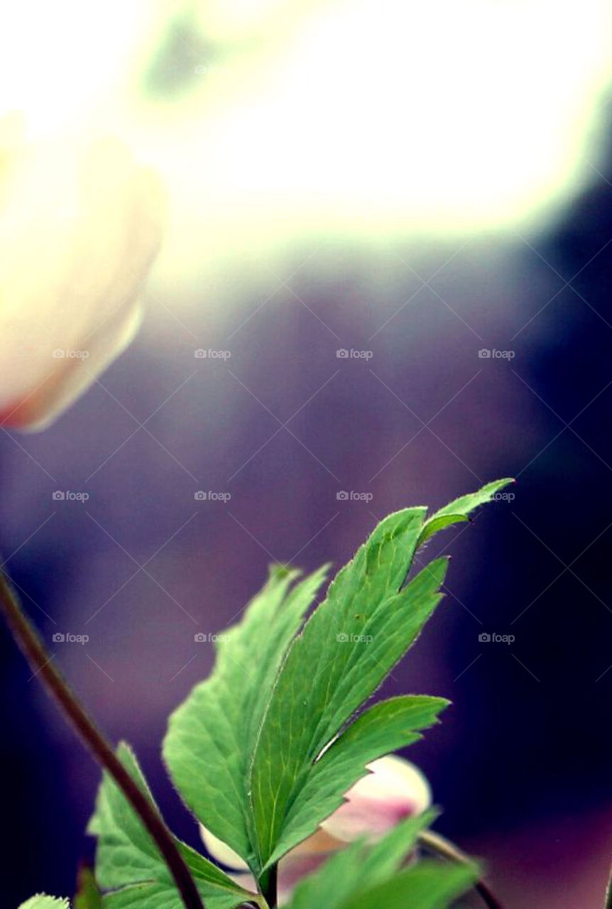 A Wood Anemone lightning up the dark forrest