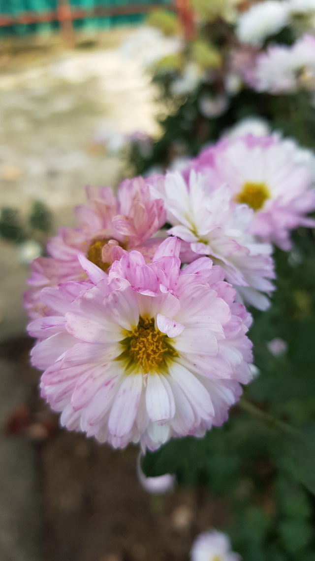 Close up flowers in garden pink flowers
