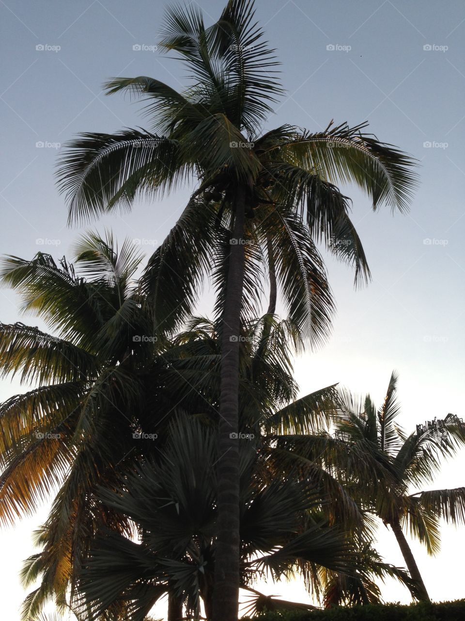 Palm trees on a sunset in Nevis, Saint Kitts