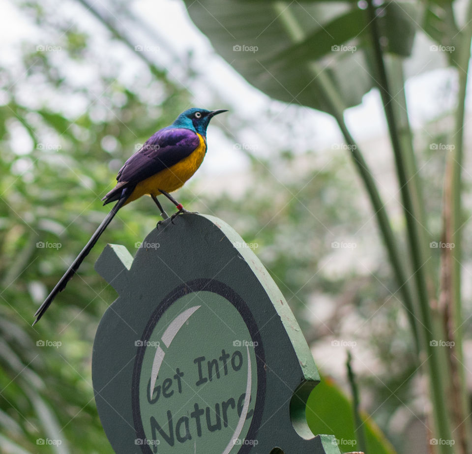 A very colorful bird rests on a signpost. 