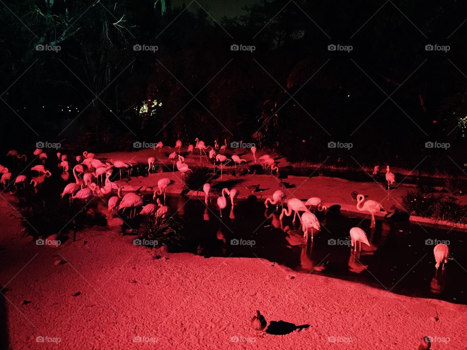 Flamingoes San Diego zoo. Night time zoo