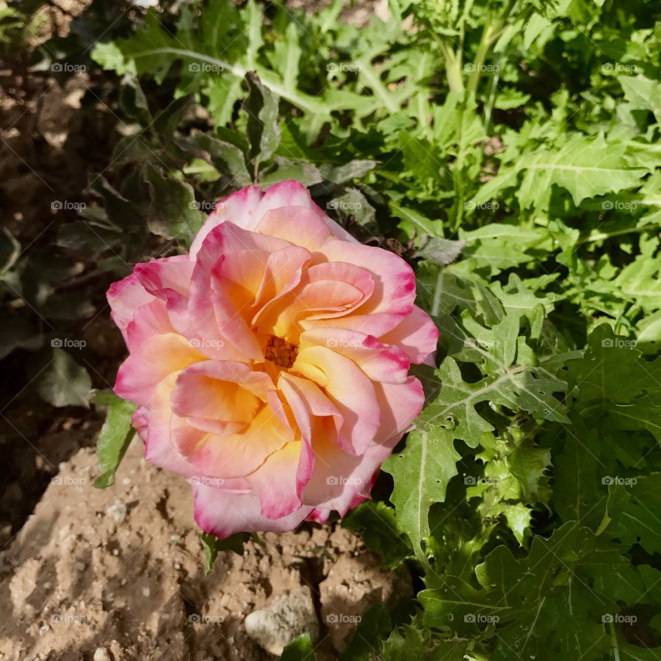 Pink & Yellow Rose