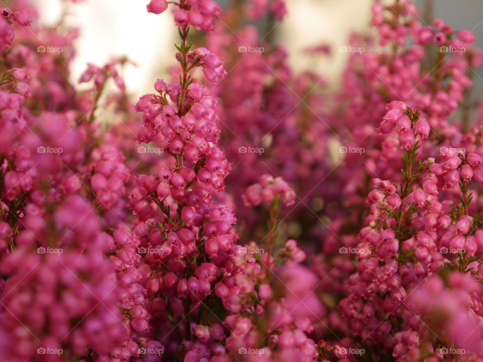 Pink flowers blooming at outdoors