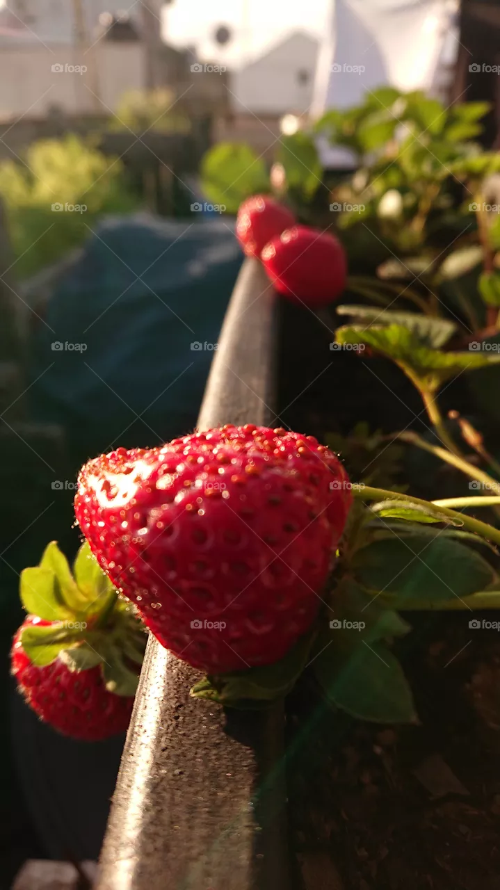 Cosecha de fresa 100% orgánica. 🍓🍓
