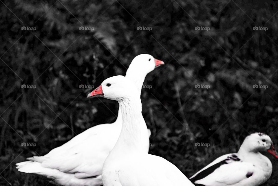 Geese & a duck