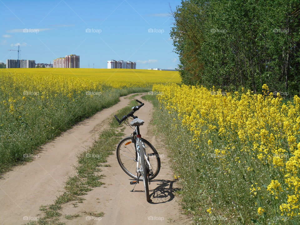 bike on rural road in the rapeseed field beautiful spring landscape blue sky background