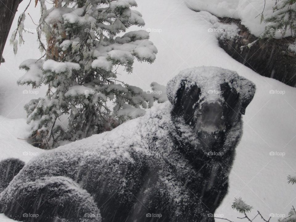 Snow dog