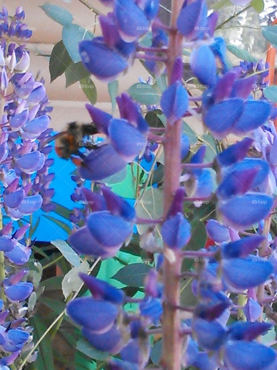 Giant Lupin