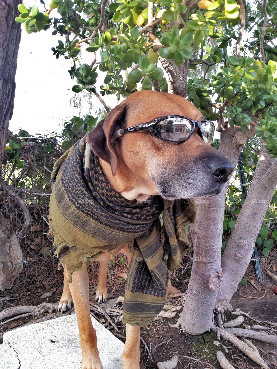 Halloween costume SOG sniper Dog