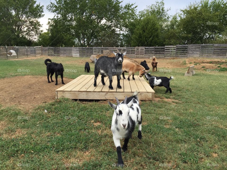 Dogs and Goats