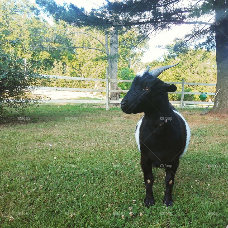 Pixie goat. The sweetest curious codependent goat.