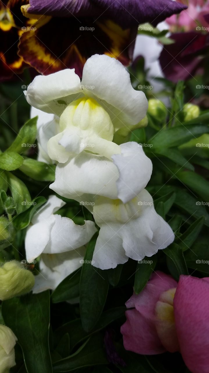 my Snapdragons  2015. popped up out of nowhere 2015