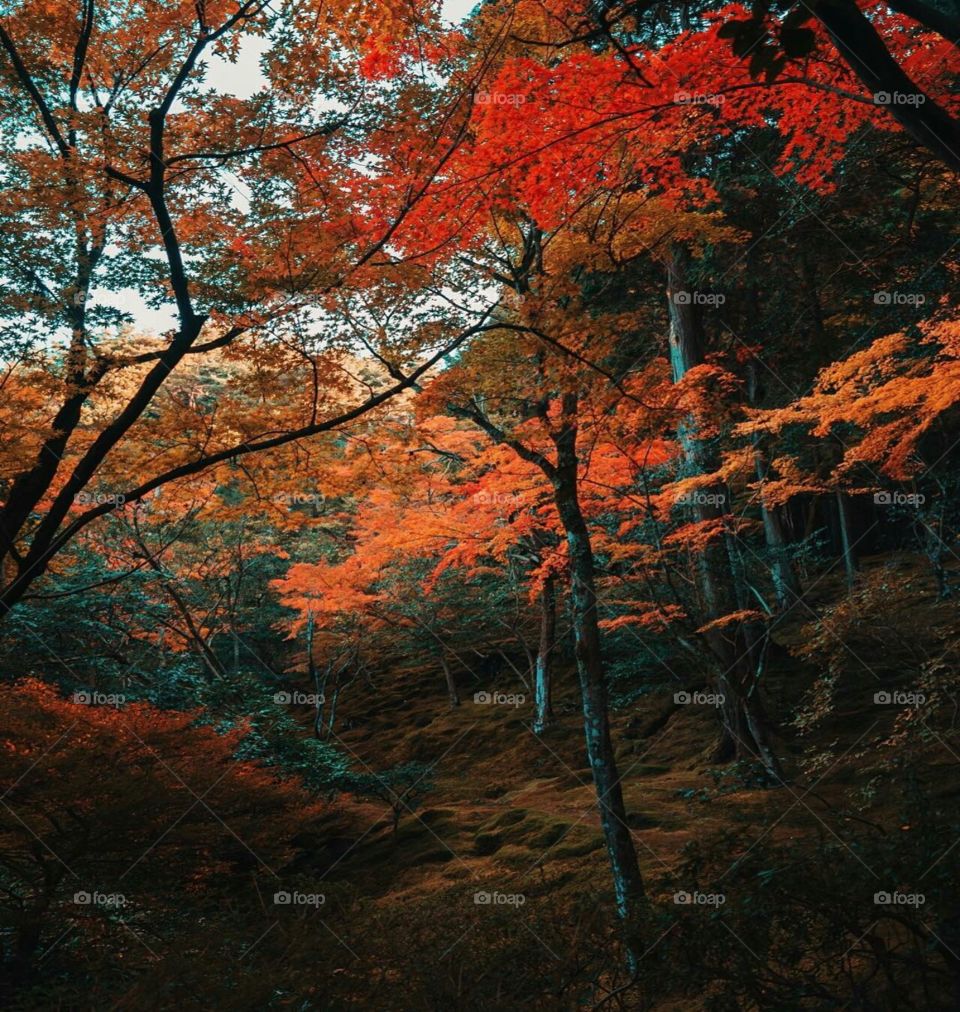 otoño