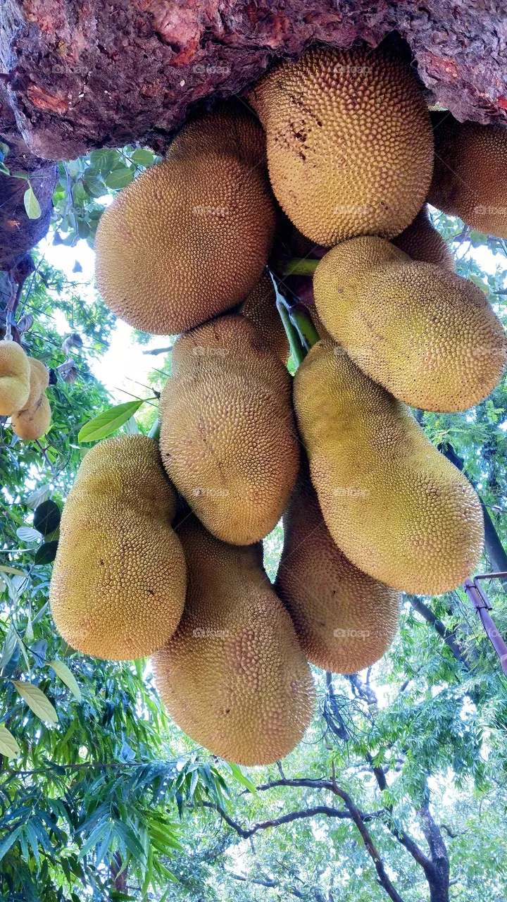 Jackfruit
