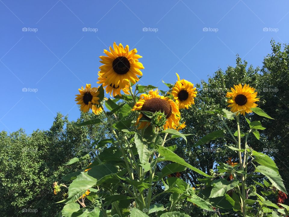 Happy Sunflowers