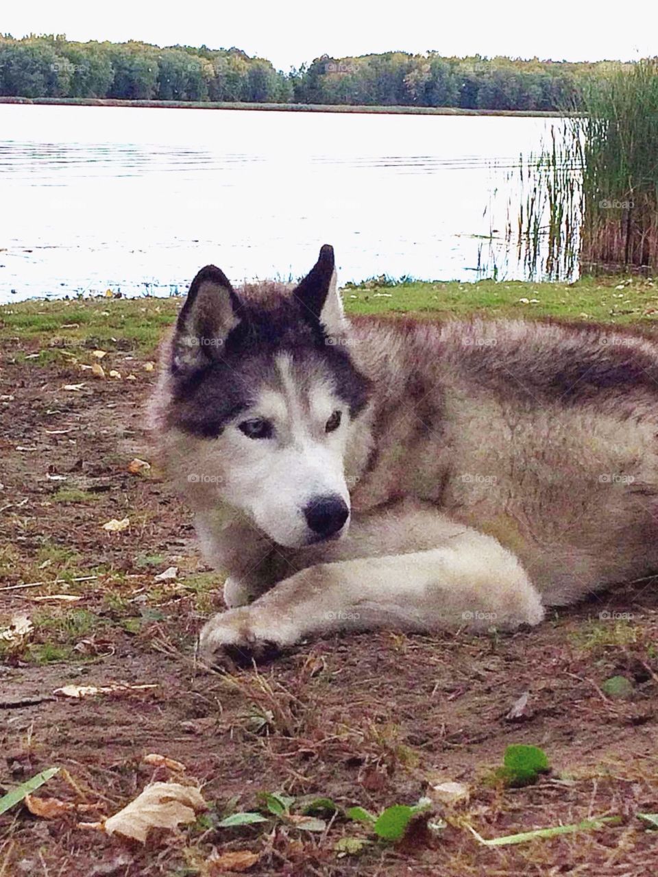 Siberian husky 