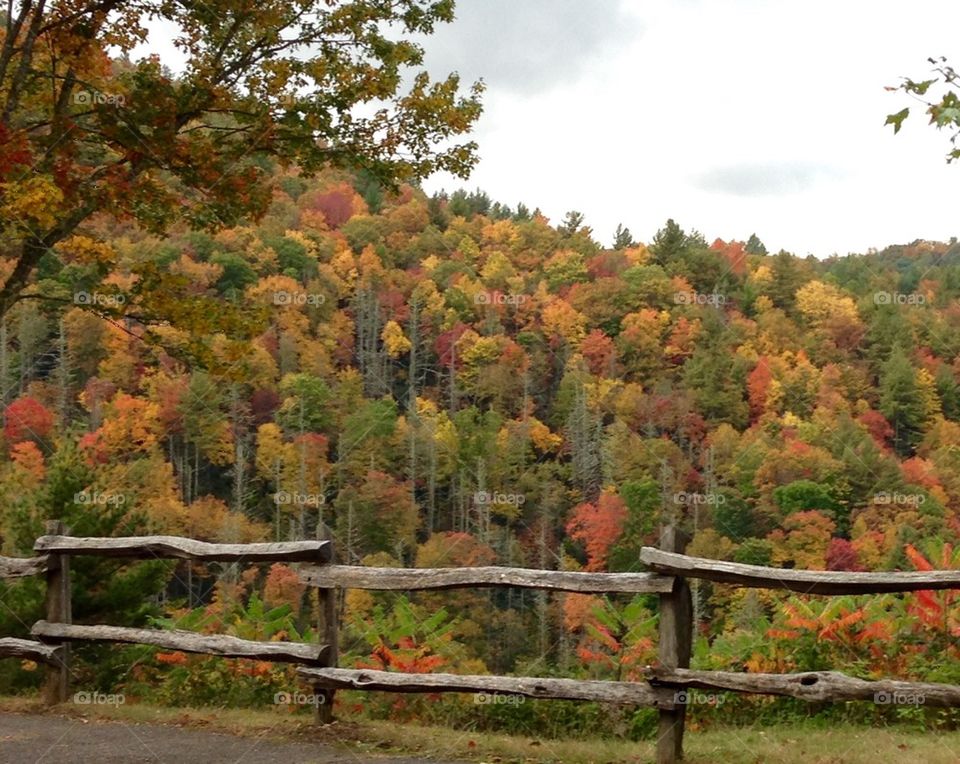 Split Rail in the Smokies