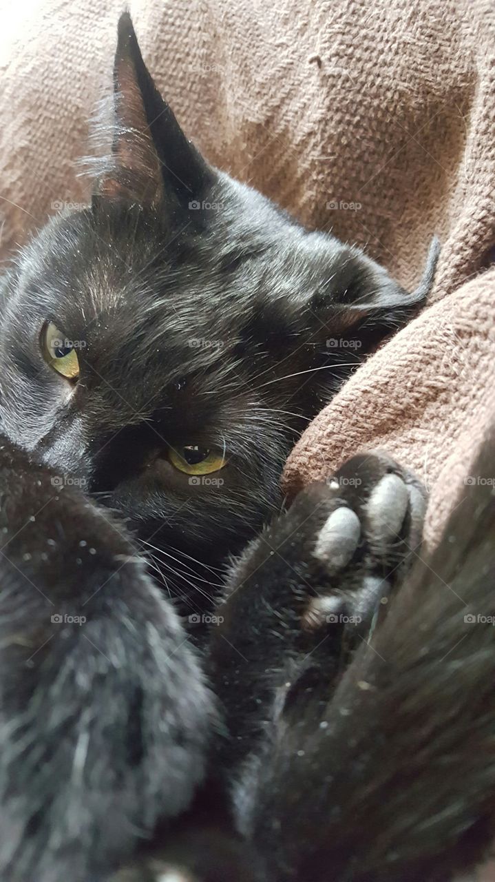 sleepy black cat