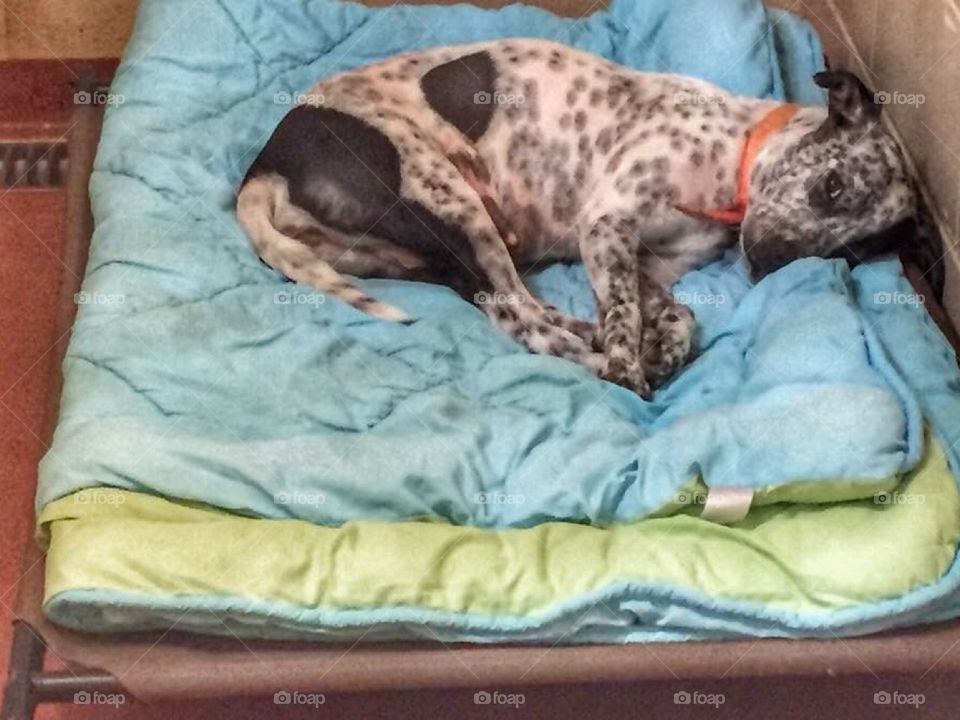 A black and white spotted dog sleeping in a comfy bed at an animal shelter waiting to be adopted by a family.