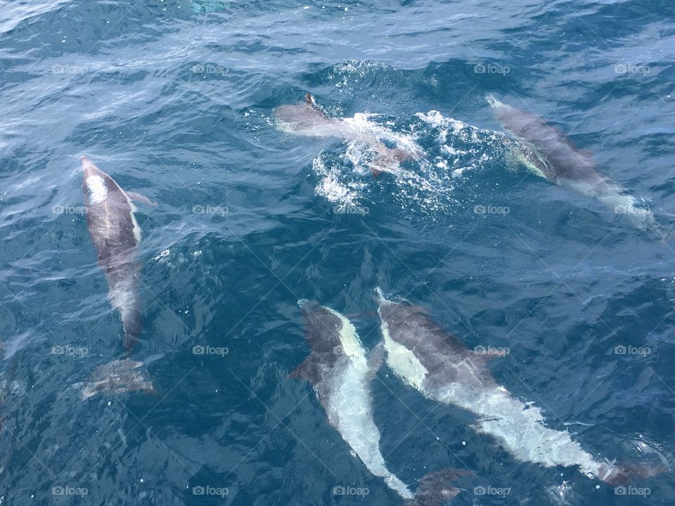 Dolphins of Dana Point, California (2)