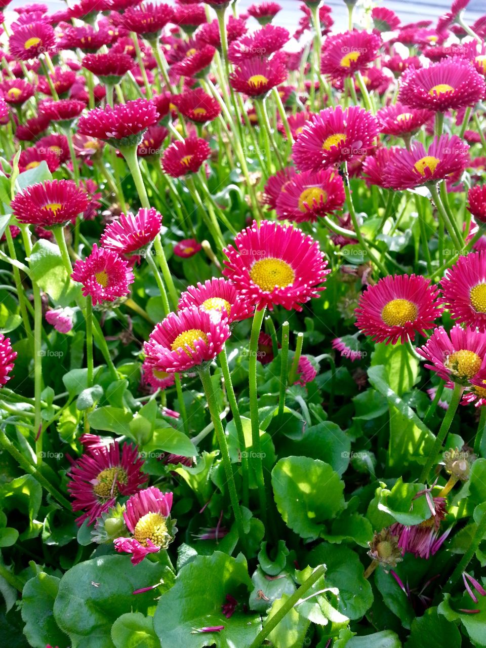 Blossom of pink flowers