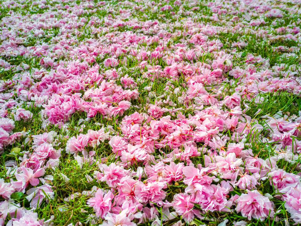 Japanese Sakura Cherry flower petals on lawn.