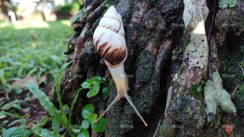 Snail crawling on the roots
