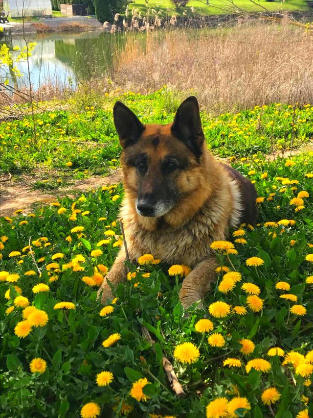 German Shepherd