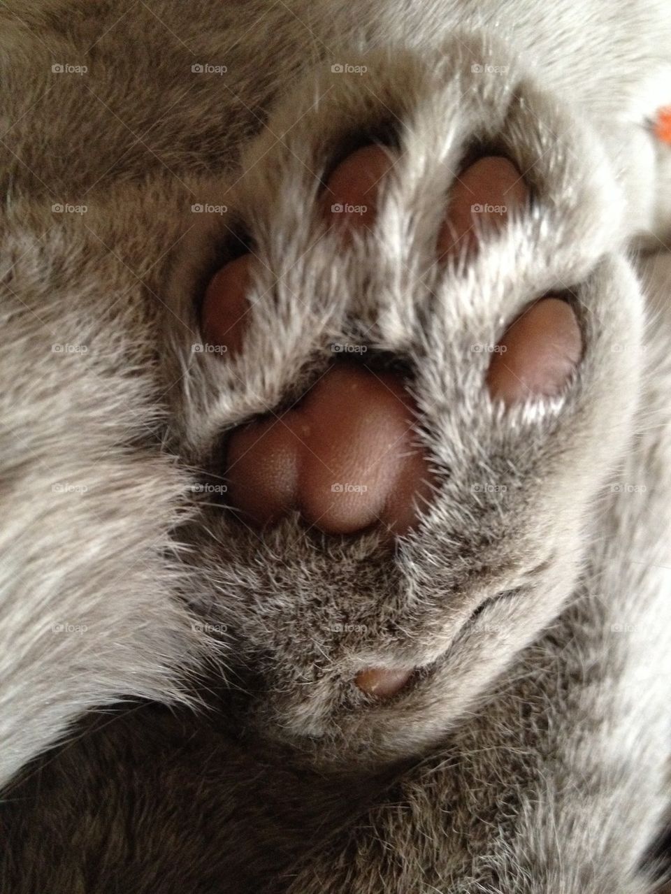 Paw cat