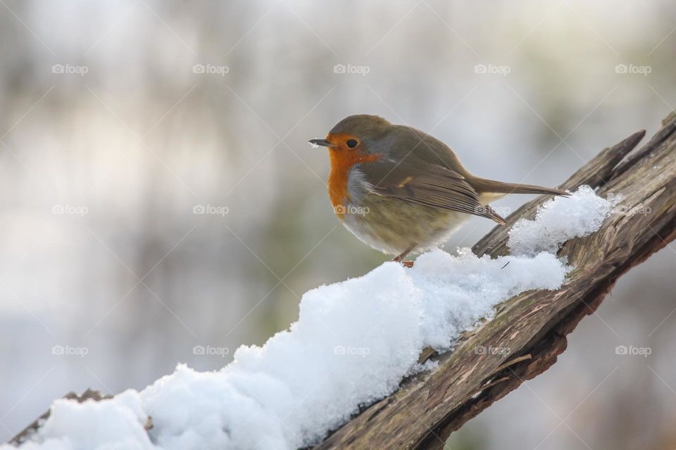 European robin bird perching on wood covered with snow
