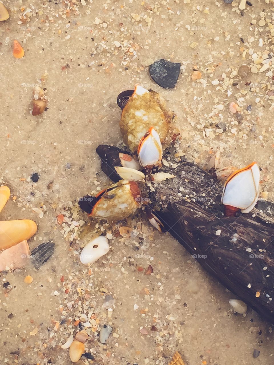 Barnacles on log 