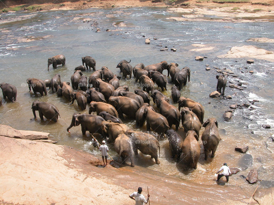river elephants washing pinnawala sri lanka by jpt4u