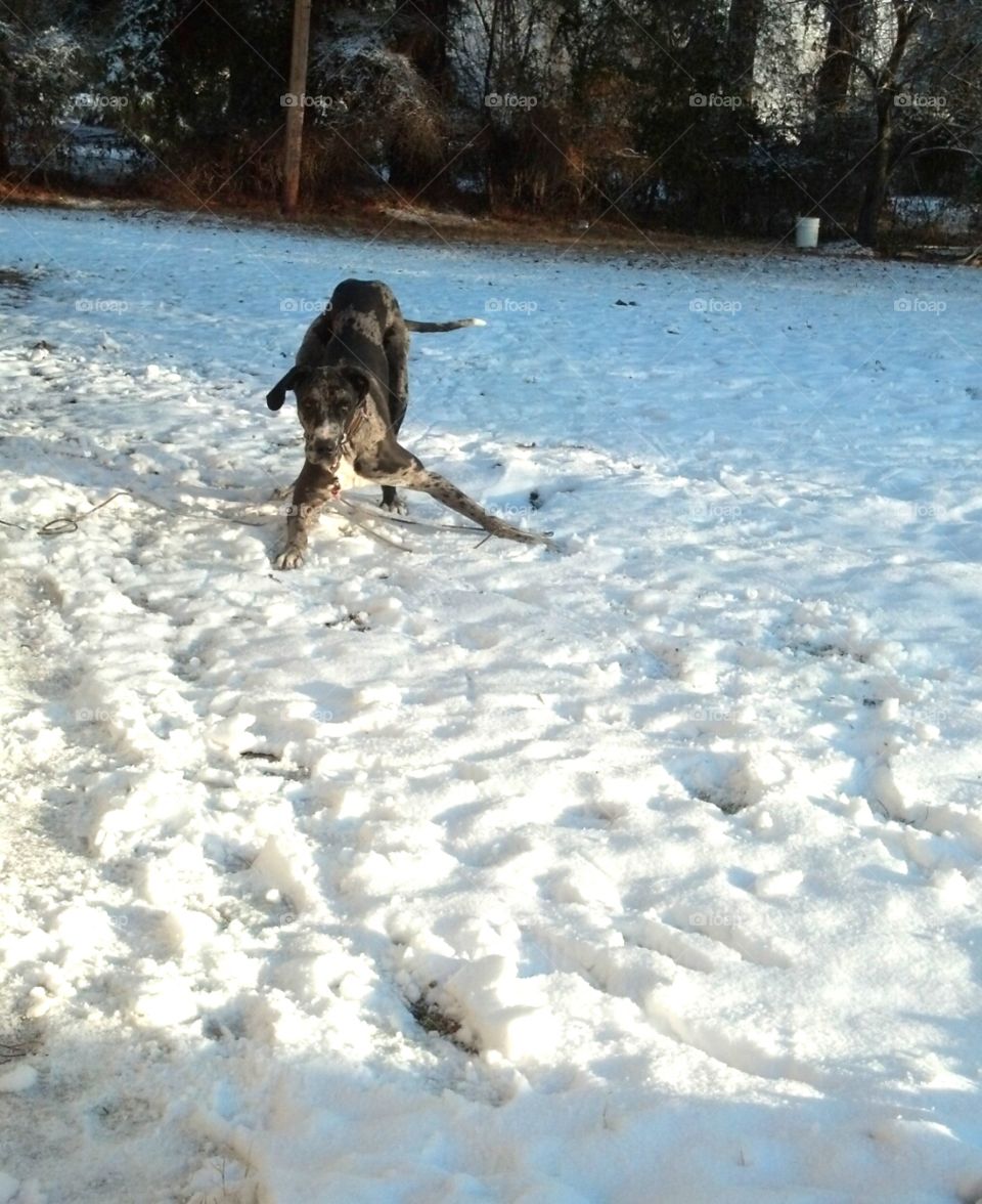 Dane playing in snow