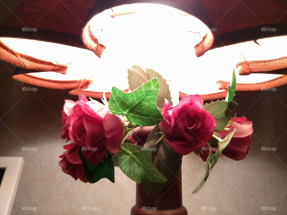 Flower, Rose, Love, No Person, Leaf