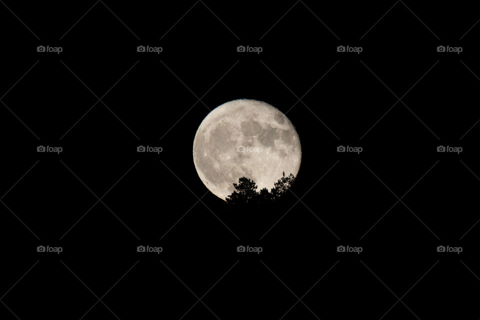 Supermoon rising behind the trees, full moon - supermåne stiger upp bakom träd, fullmåne, måne