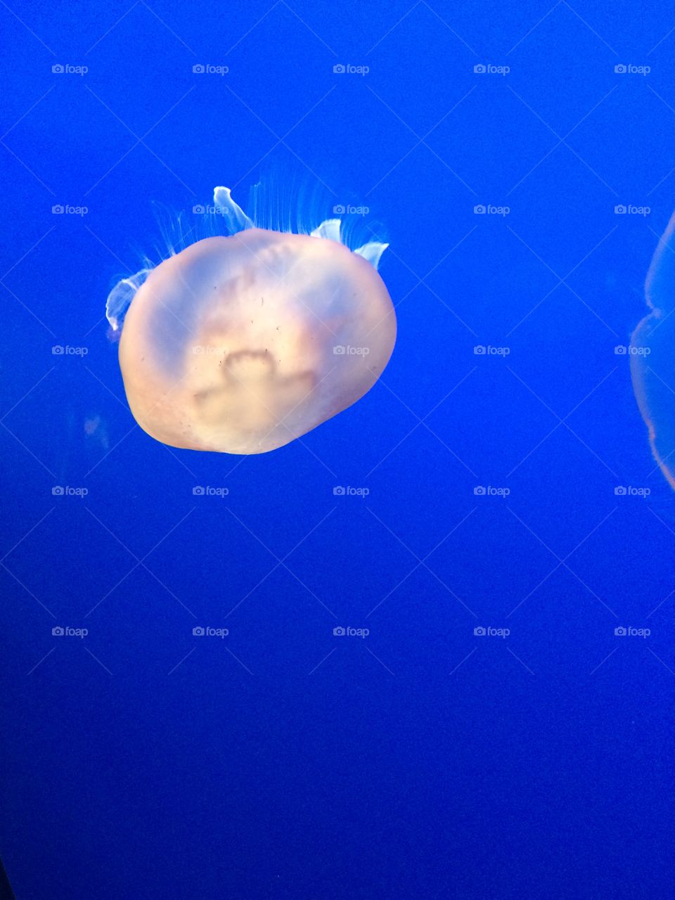 Jellyfish at Monterey - California 
